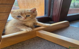 Persian cats for sale: Half persian kittens - Image 5