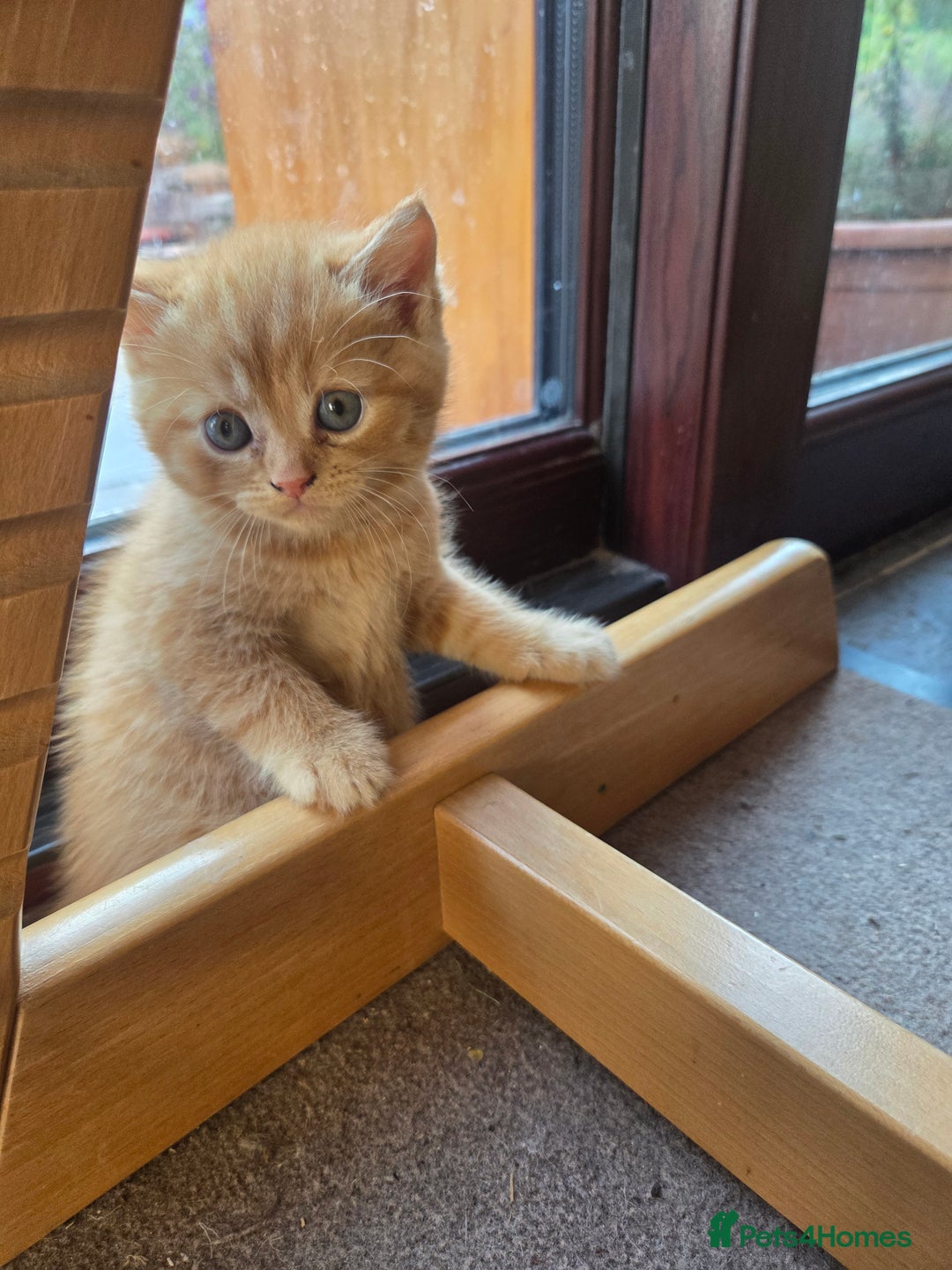 Persian cats for sale: Half persian kittens - Image 5