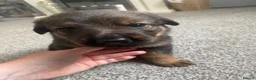 Mixed Breed dogs for sale: Rottweiler shepherd - Advert 4