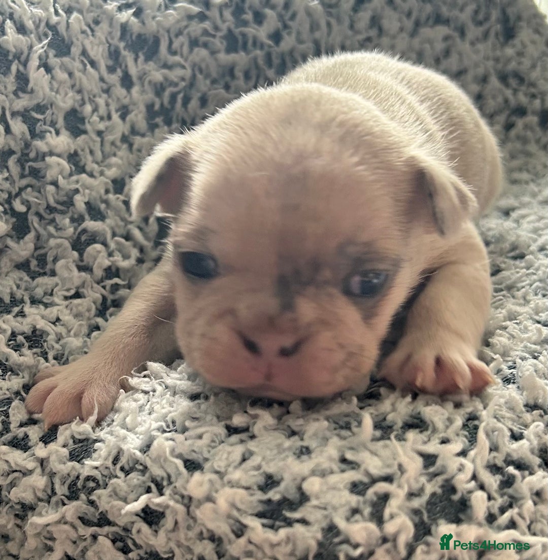 French Bulldog dogs for sale: French bulldog puppies  - Image 13