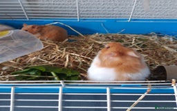 Hamster rodents for sale: Baby syrian hamsters long and short hair £12 each in Manchester - Image 14