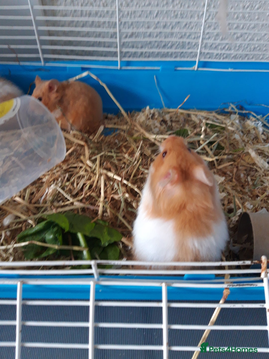 Hamster rodents for sale: Baby syrian hamsters long and short hair £12 each in Manchester - Image 14