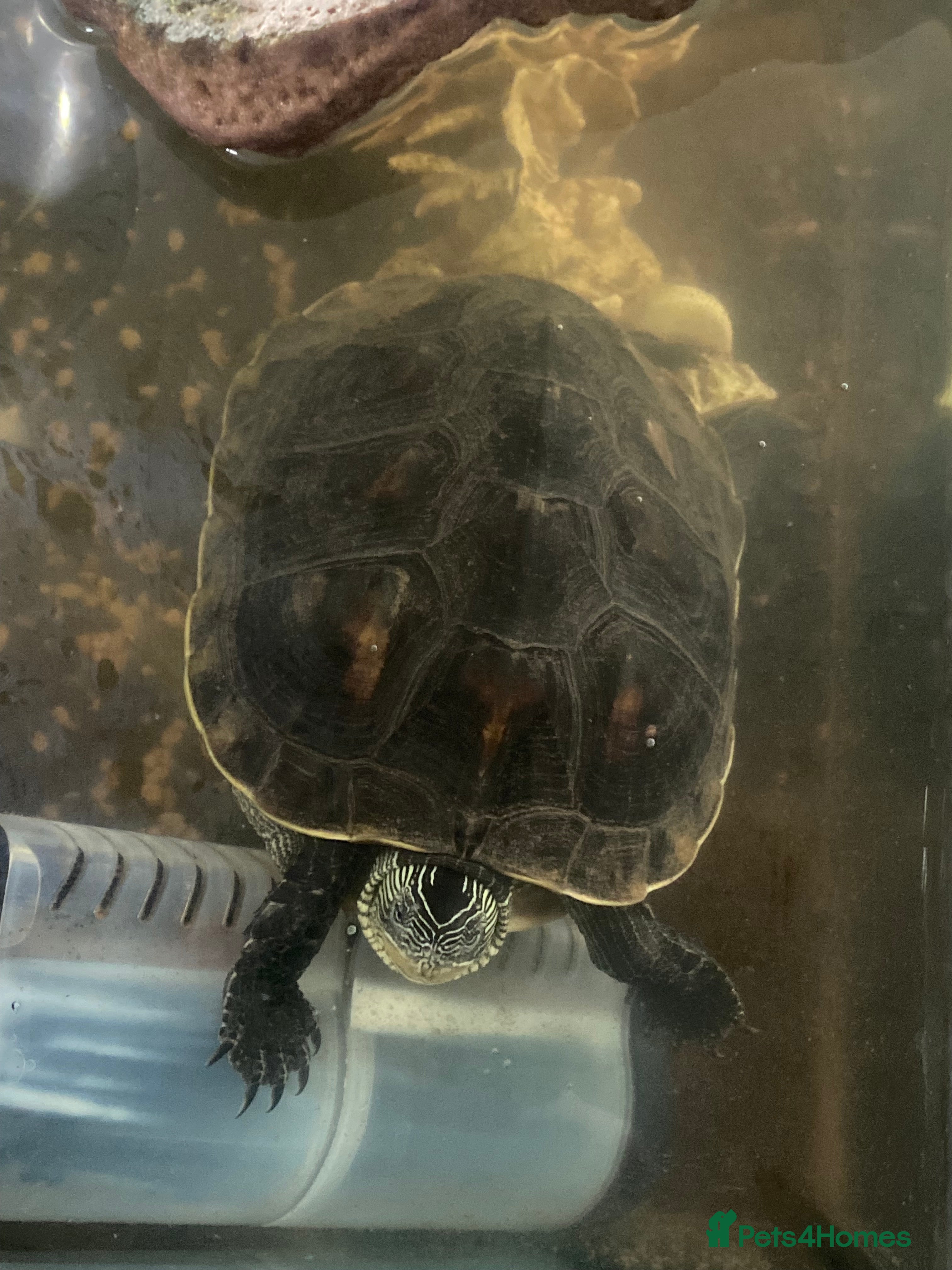 Turtle reptiles 2x Chinese necked turtles  in Solihull - Advert 1