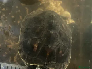 Turtle reptiles 2x Chinese necked turtles in Solihull - Advert 1