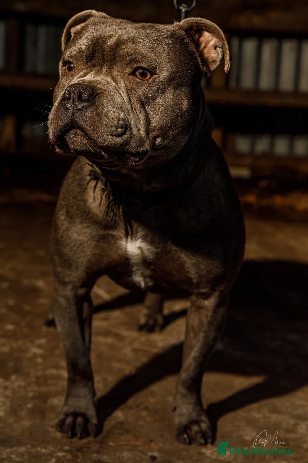 Staffordshire Bull Terrier dogs for stud: Best bloodlines in the UK Holds 20  CHAMPS PROVEN in Swansea - Advert 6
