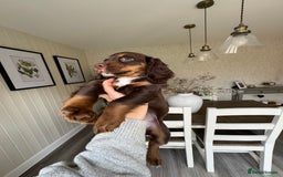 Cocker Spaniel dogs for sale: Loving Home Wanted for Beautiful Olive (WCS Puppy) - Image 19