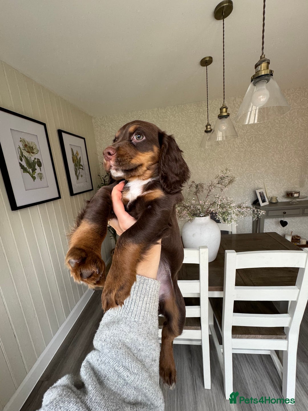 Cocker Spaniel dogs for sale: Loving Home Wanted for Beautiful Olive (WCS Puppy) - Image 19
