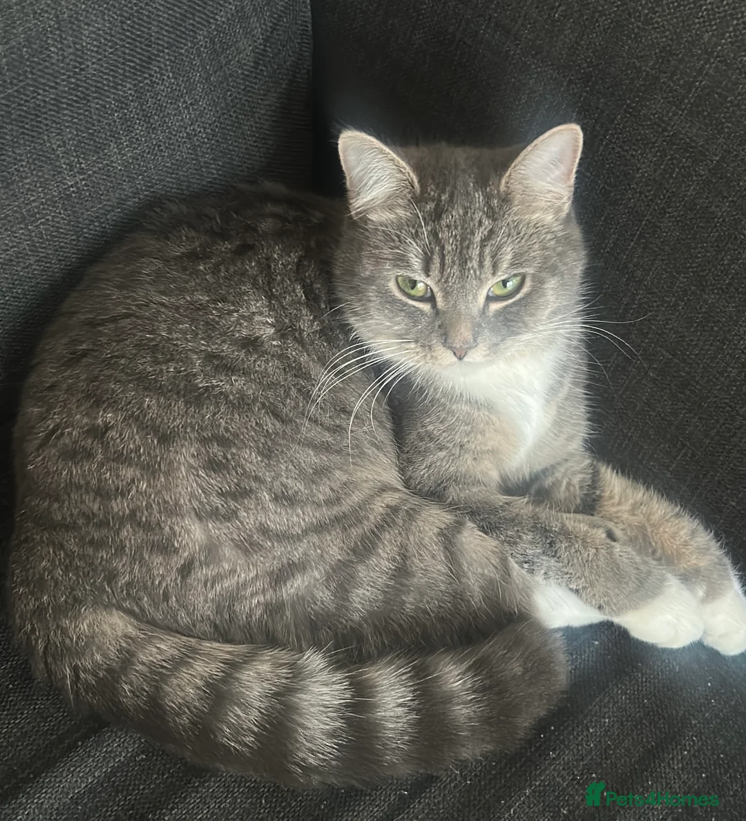 Mixed Breed cats for sale: 3 mixed breed kittens   in Brierley Hill - Advert 2