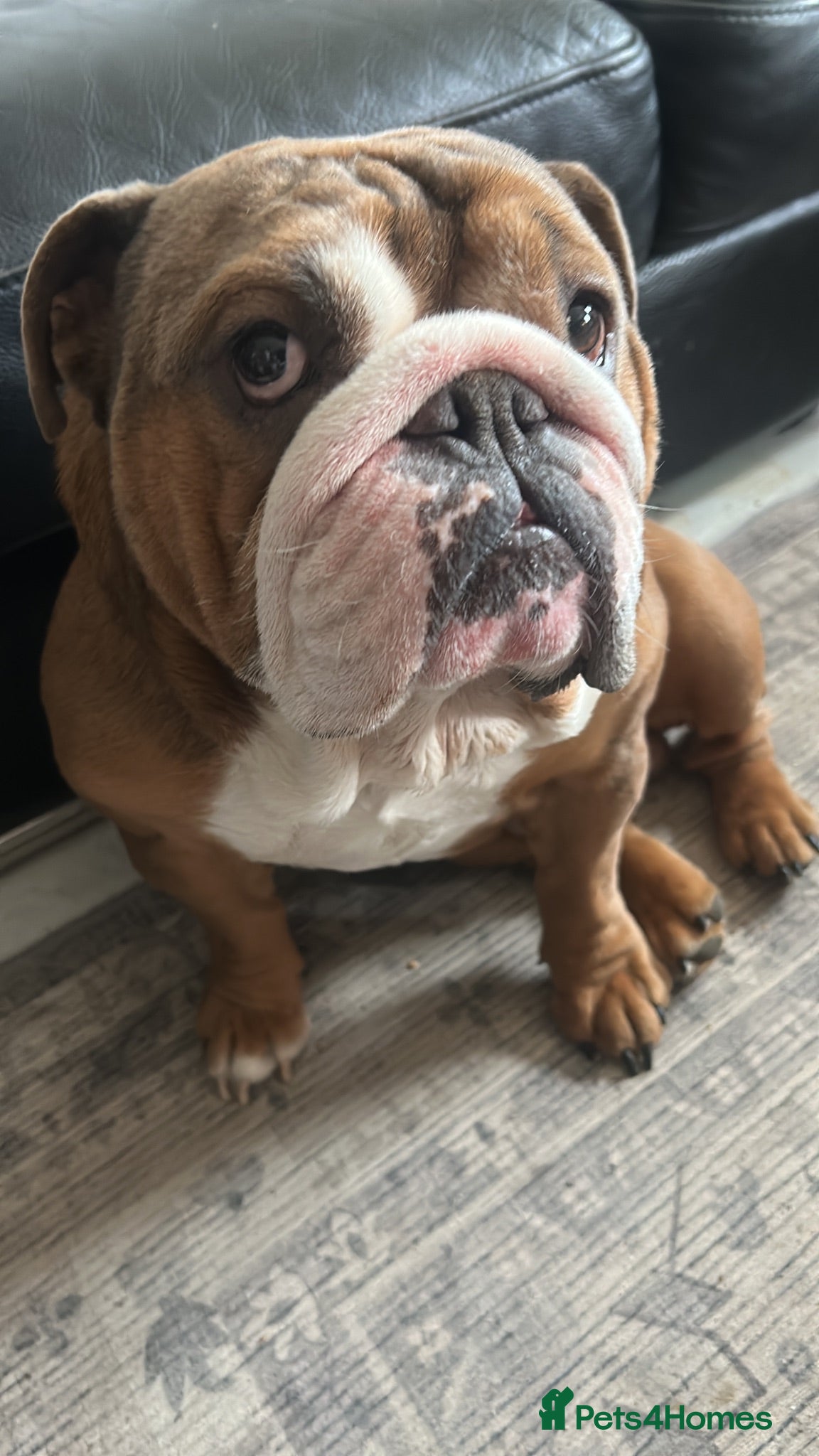 English Bulldog dogs Amazing British bulldog for stud - Advert 1