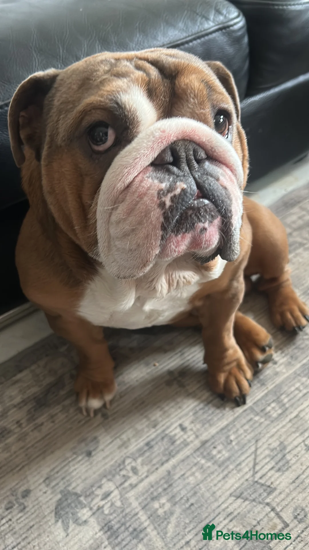 English Bulldog dogs for stud: Amazing British bulldog for stud - Advert 1