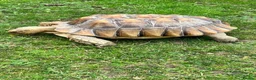 Tortoise reptiles for sale: African sulcutta  - Advert 6