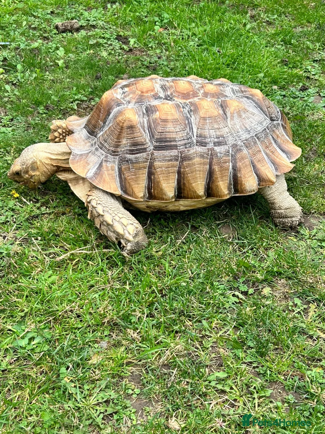 Tortoise reptiles for sale: African sulcutta  - Advert 6