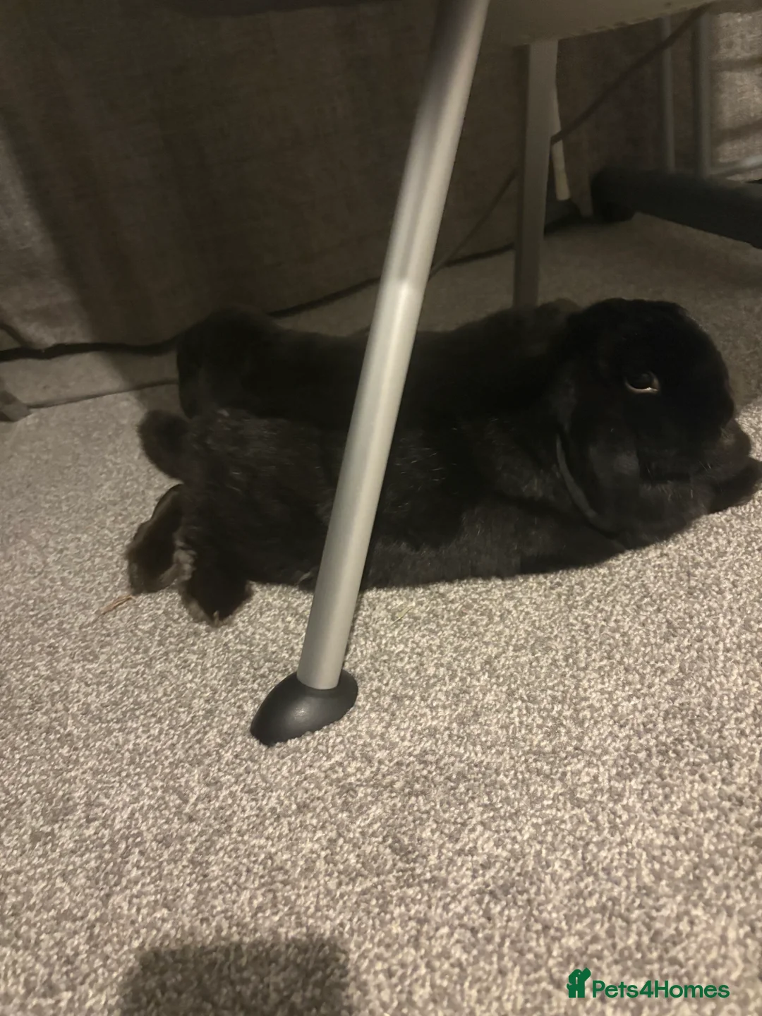 Mini Lop rabbits for sale: Male rabbits - Advert 3