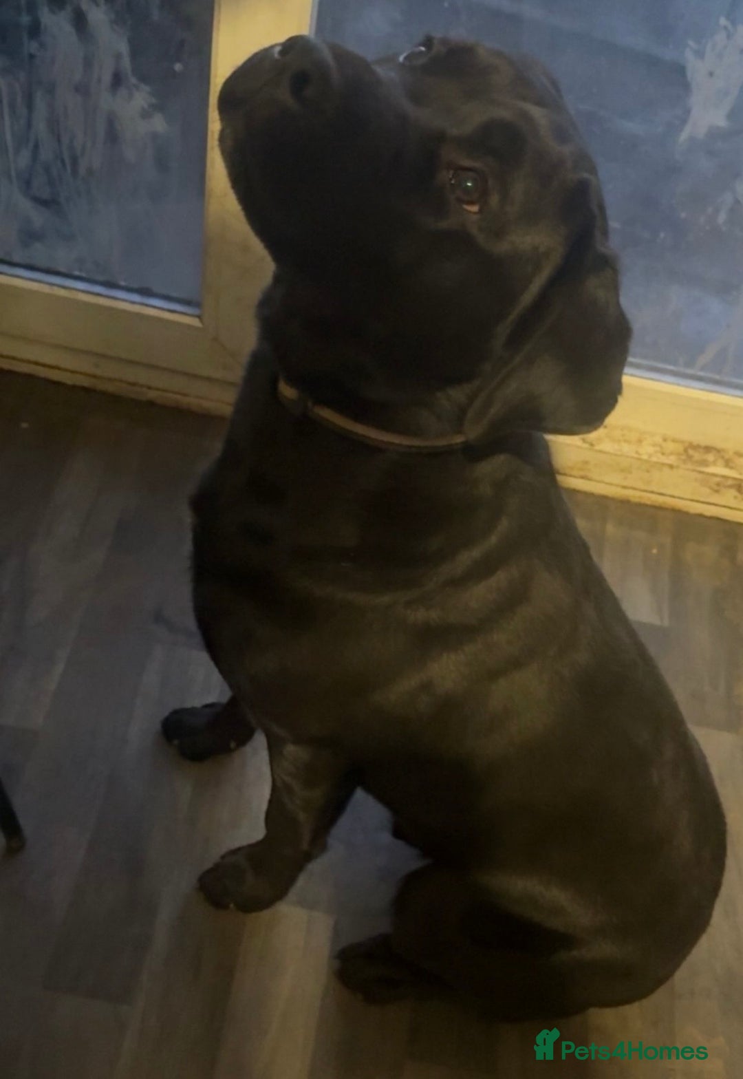 Mixed Breed dogs for sale: Spayed 9 month old duke - Advert 8