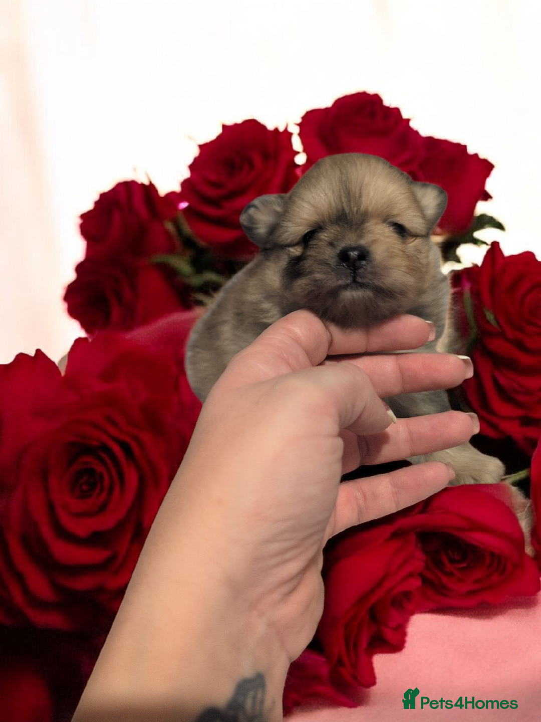 Pomeranian dogs for sale: Teddy Bear poms  - Advert 5