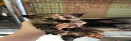 Mixed Breed cats for sale: 5 x kittens in Carnforth - Advert 6
