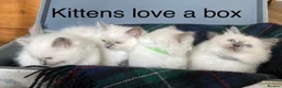 Ragdoll cats for sale: Beautiful GCCF Pedigree Ragdoll Kittens - Advert 10