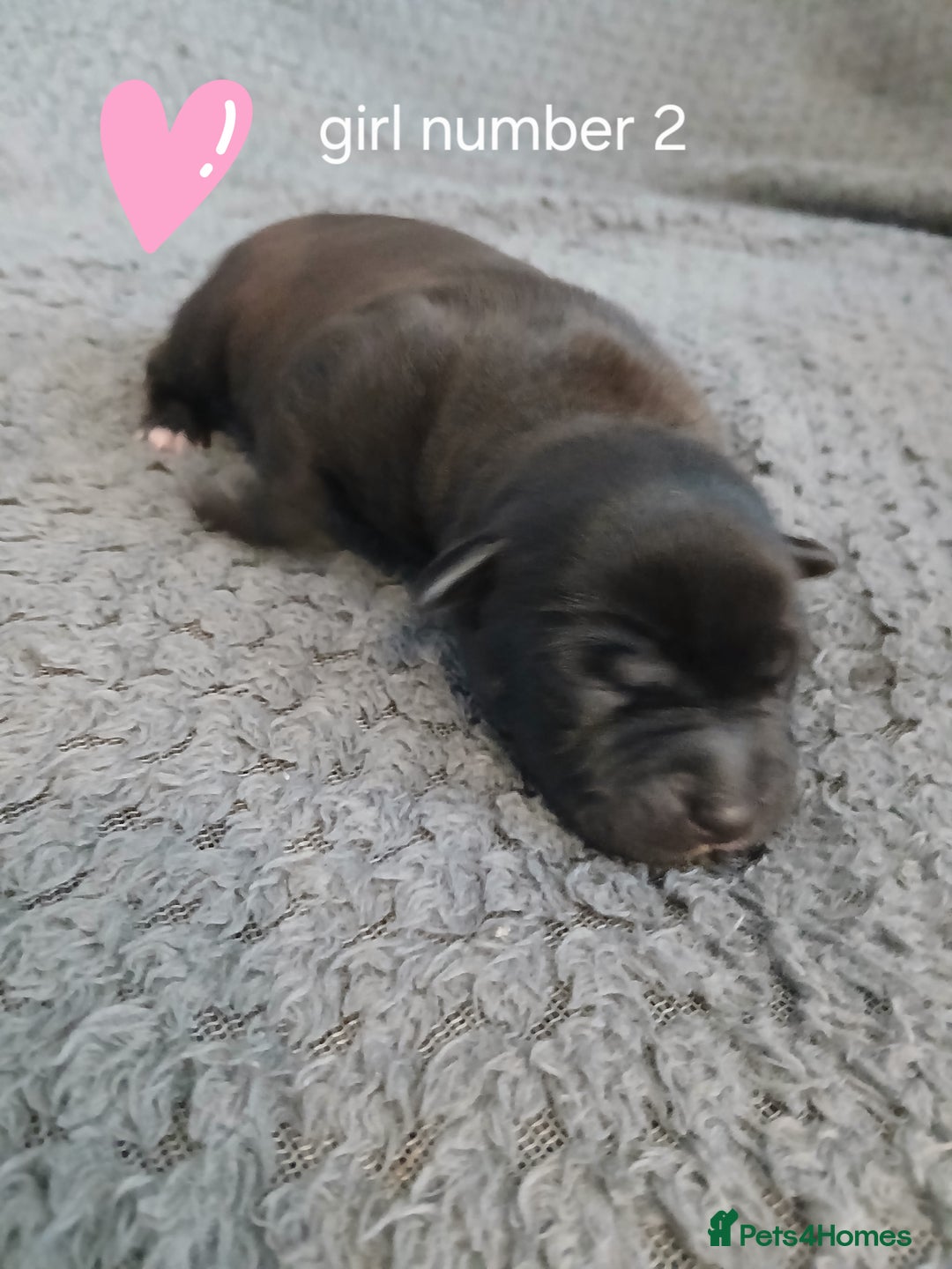 Staffordshire Bull Terrier dogs for sale: Staffordshire bull terrier pups  - Advert 10