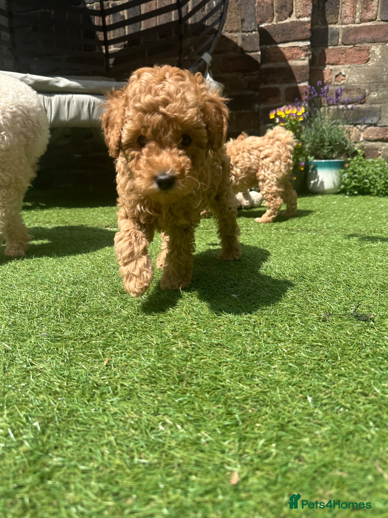 Toy Poodle dogs 🏡🐩❤️ 2x gorgeous toy poodle BOYS - Advert 1