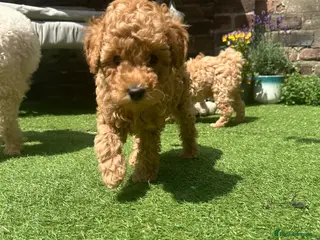 Toy Poodle dogs 🏡🐩❤️ 2x gorgeous toy poodle BOYS - Advert 15