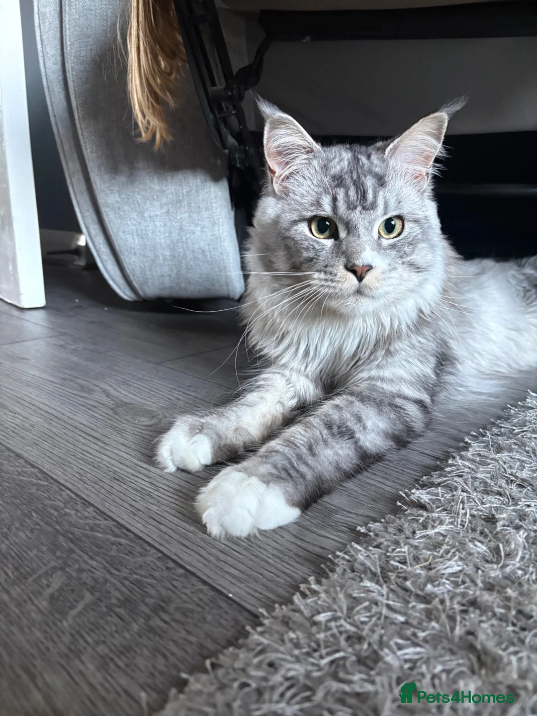 Maine Coon cats for sale: Our beautiful boy is for sale in Gainsborough - Advert 12