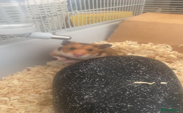 Hamster rodents - Advert 3
