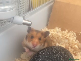 Hamster rodents - Advert 36