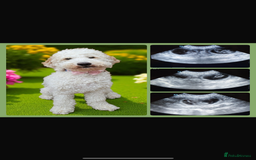 Australian Labradoodle dogs for sale: Australian Labradoodle Puppies – Ready Now🐶 - Image 22