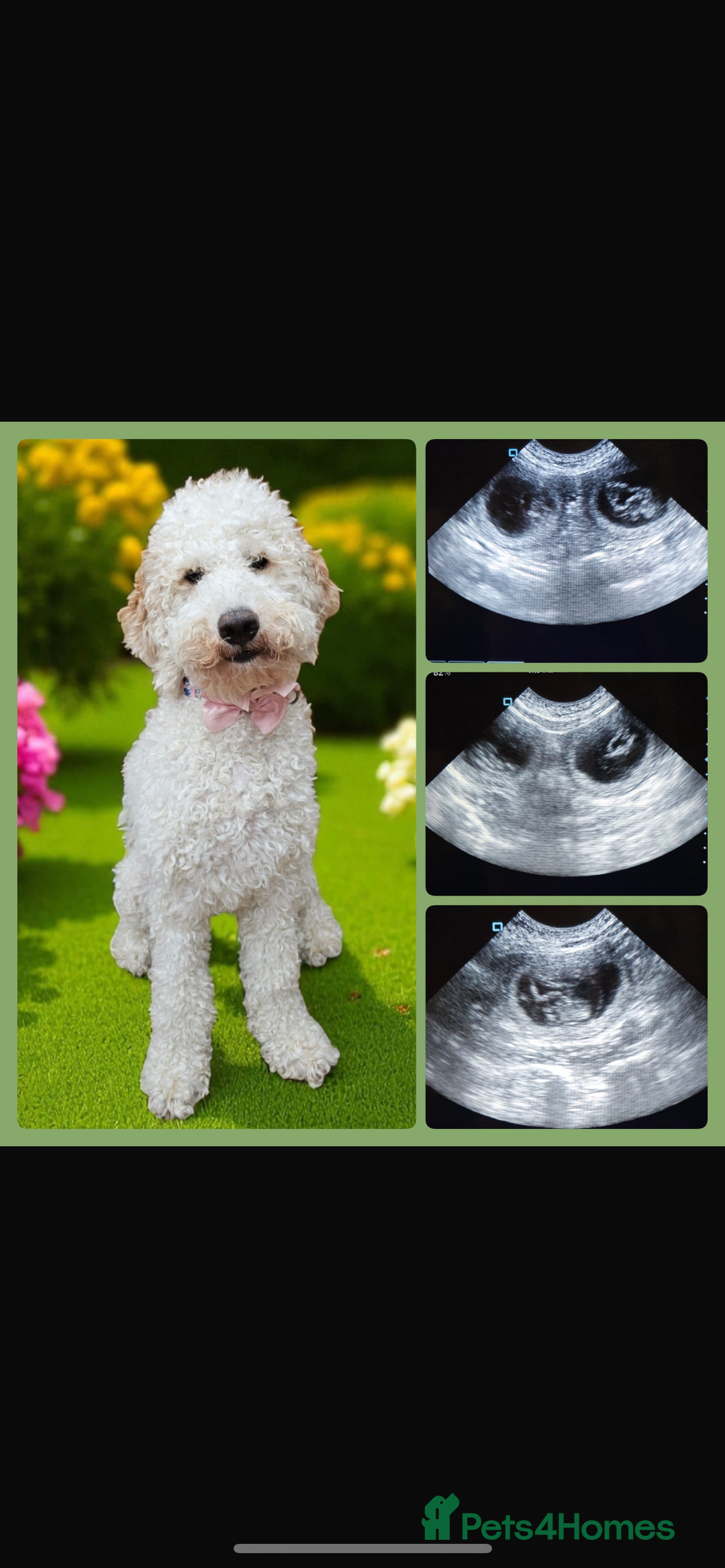 Australian Labradoodle dogs for sale: Australian Labradoodle Puppies – Ready Now🐶 - Image 22