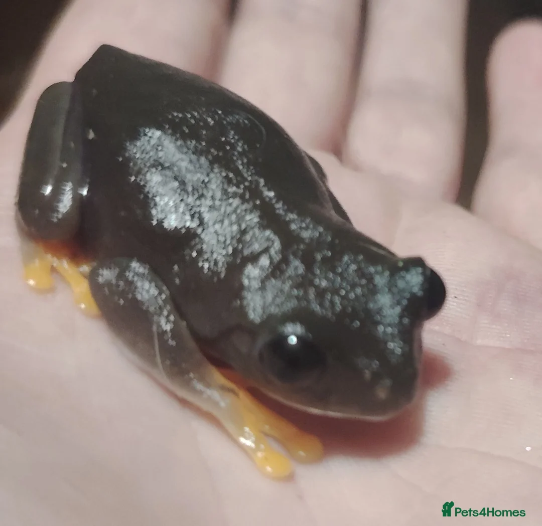 Frog reptiles for sale: 2 red eyed tree frogs with vivid and accessories  - Advert 5