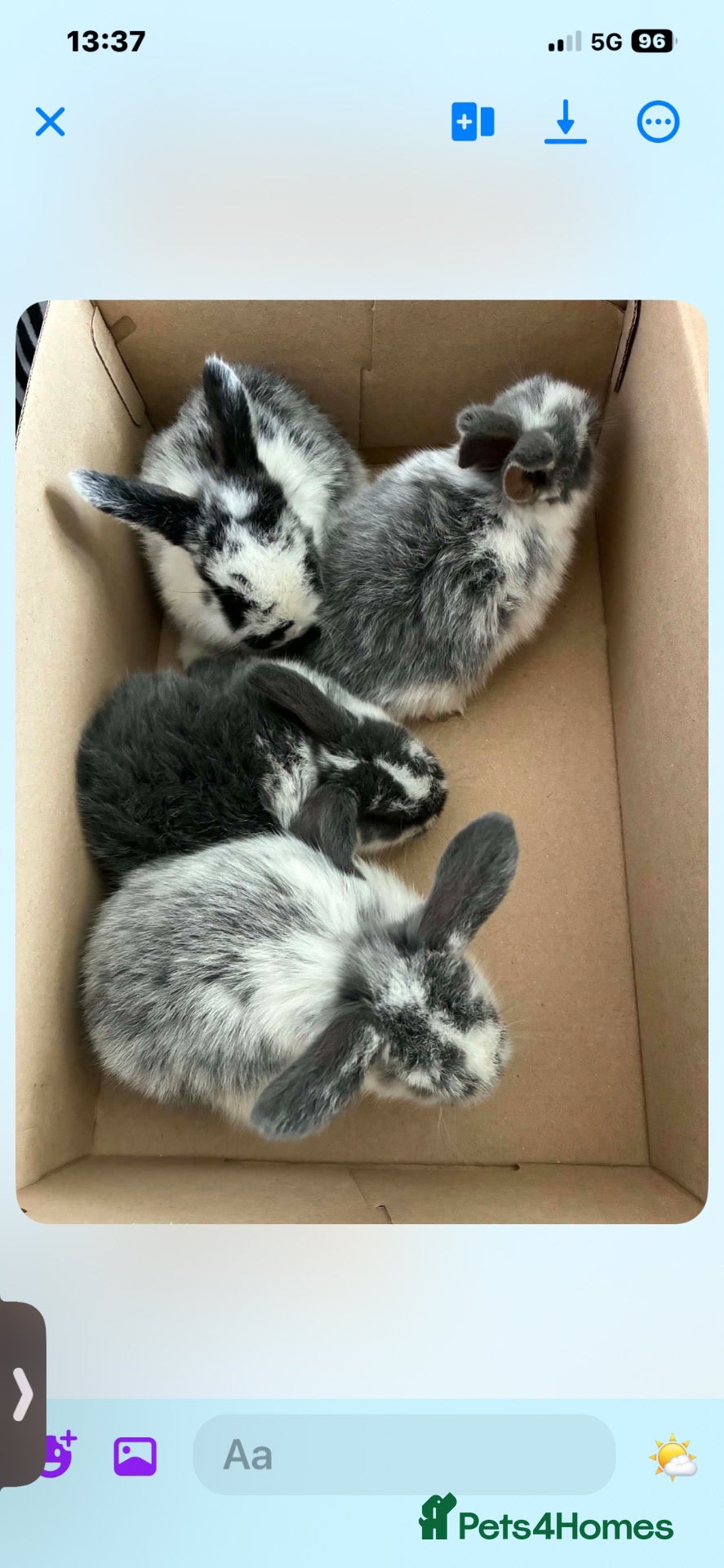 Mini Lop rabbits Mini lops - Advert 3