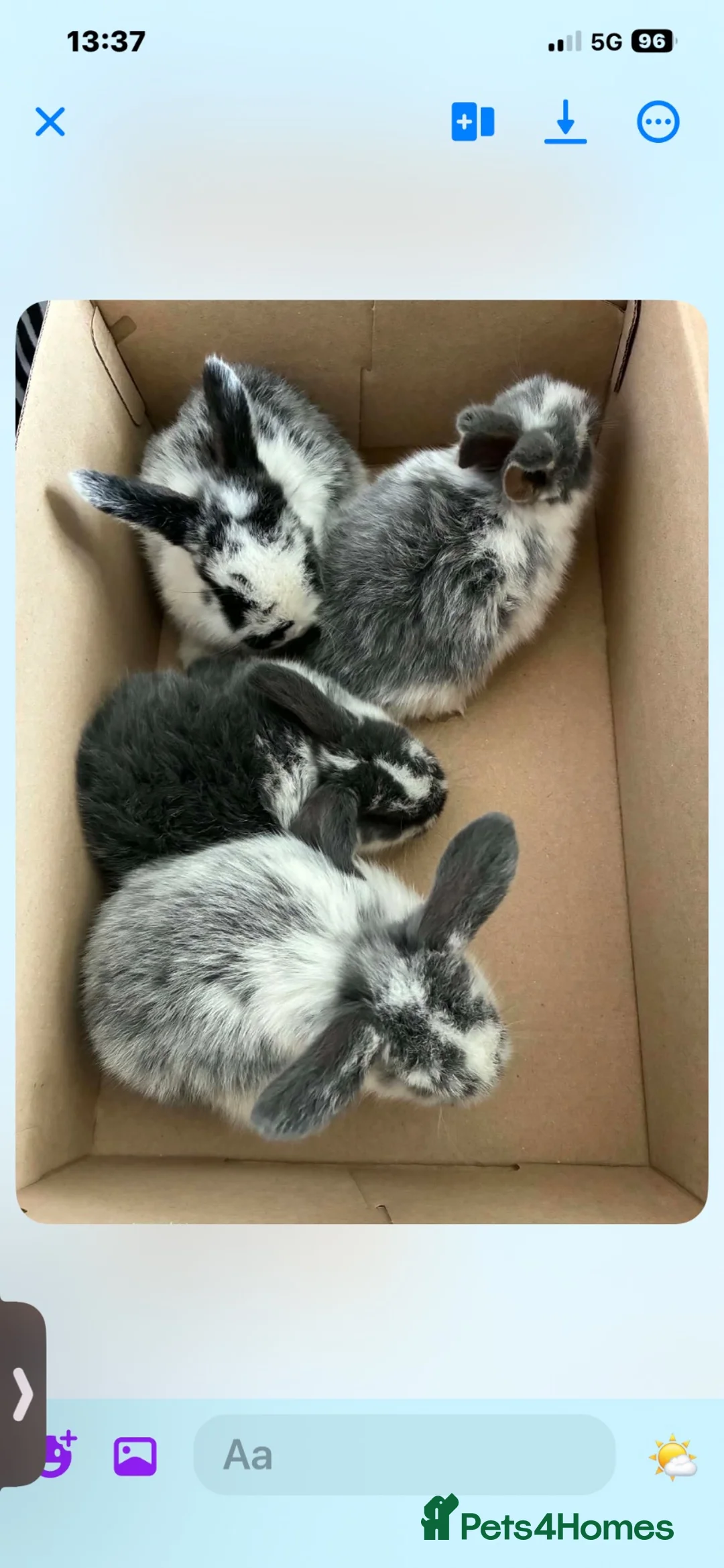 Mini Lop rabbits for sale: Mini lops - Advert 1