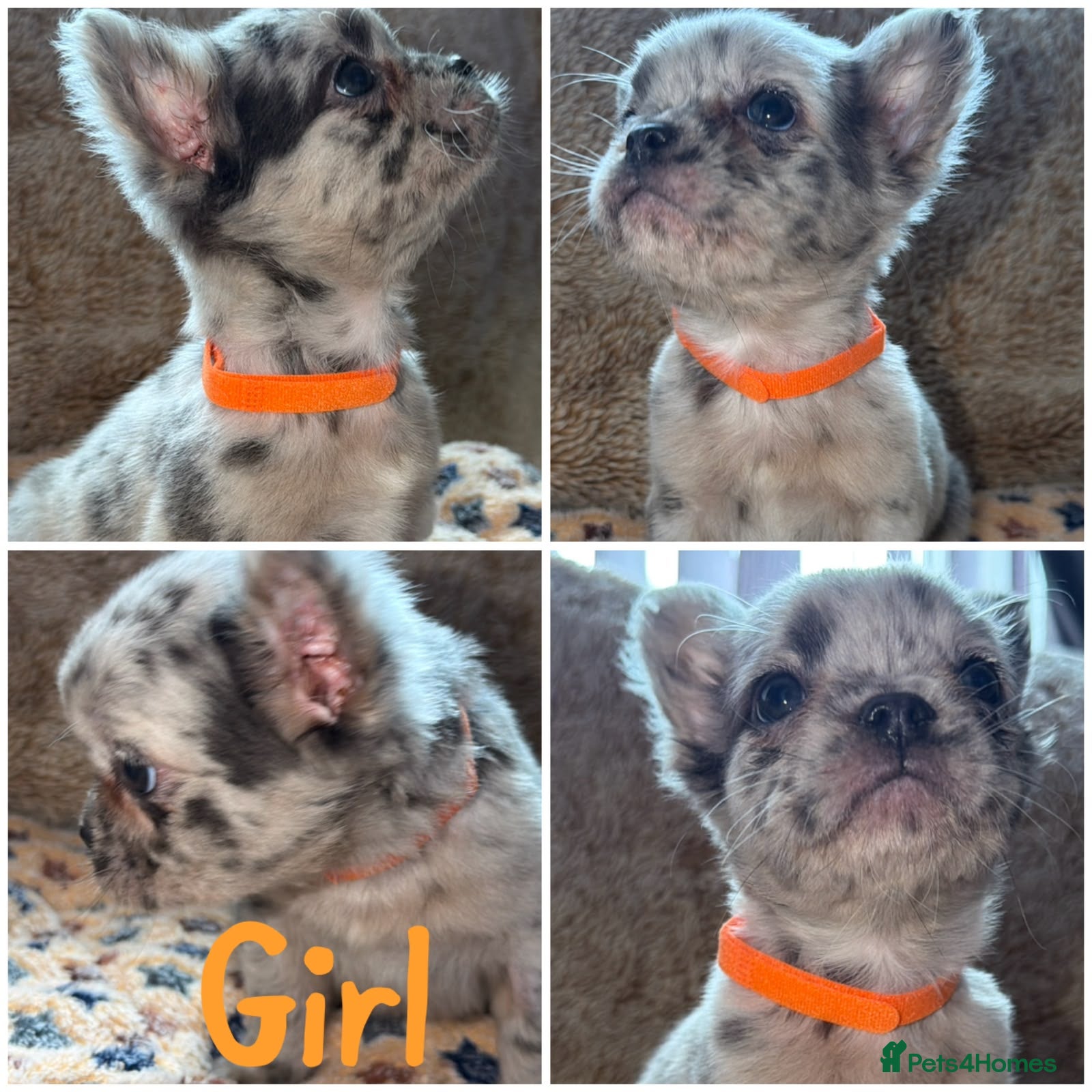 French Bulldog dogs Ready to leave 5 super full fluffy frenchies - Advert 2