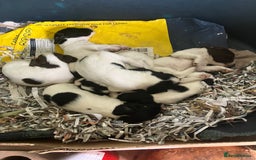 English Springer Spaniel dogs for sale: 6 springer spaniels pups - Image 3