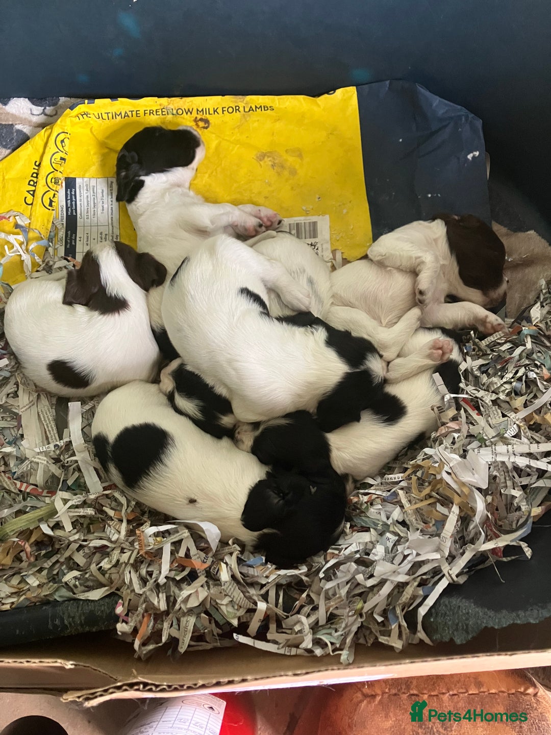 English Springer Spaniel dogs for sale: 6 springer spaniels pups - Image 3