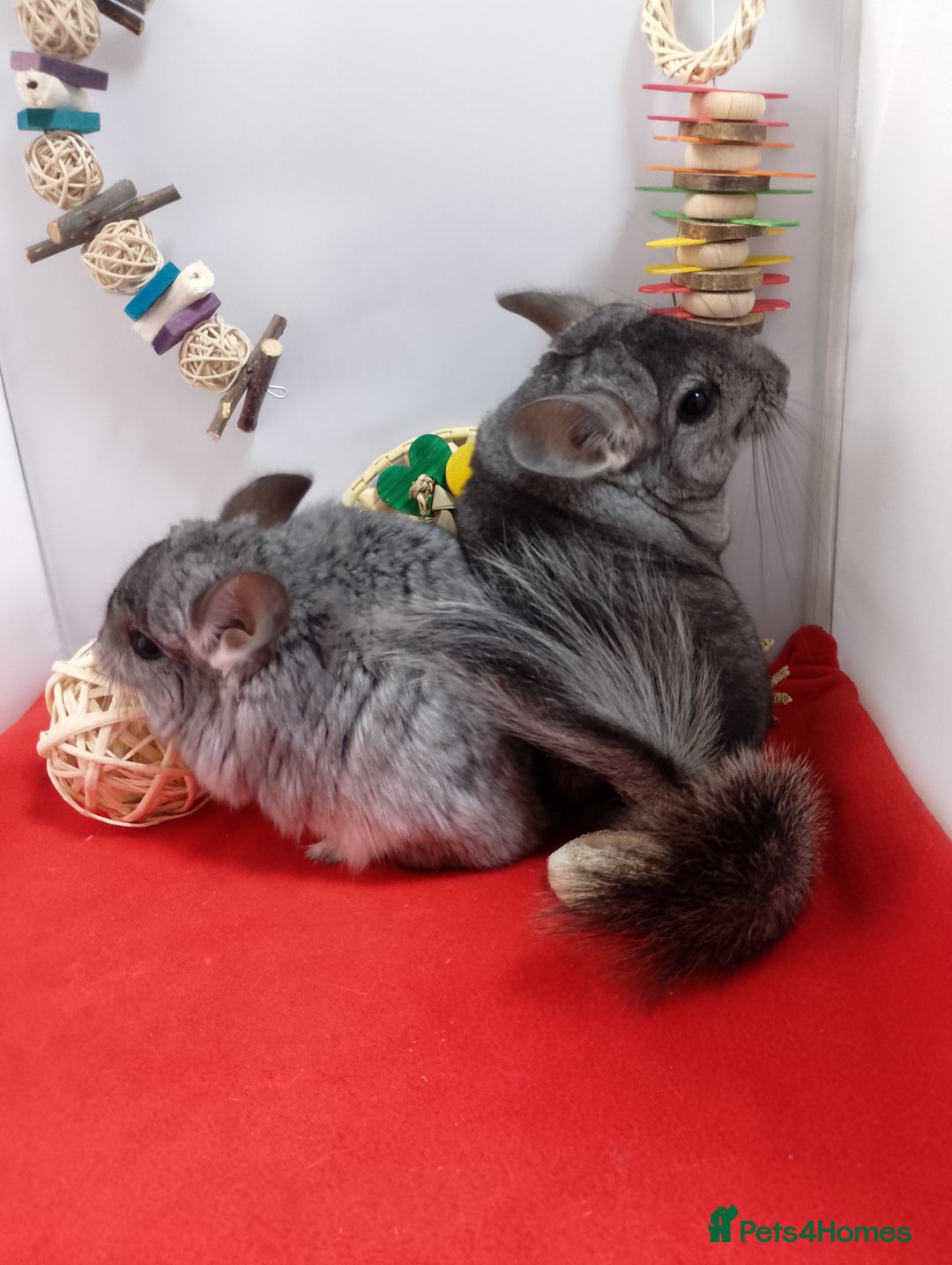 Chinchilla rodents for sale: RPA / RPAc young Female Chinchillas  - Advert 7