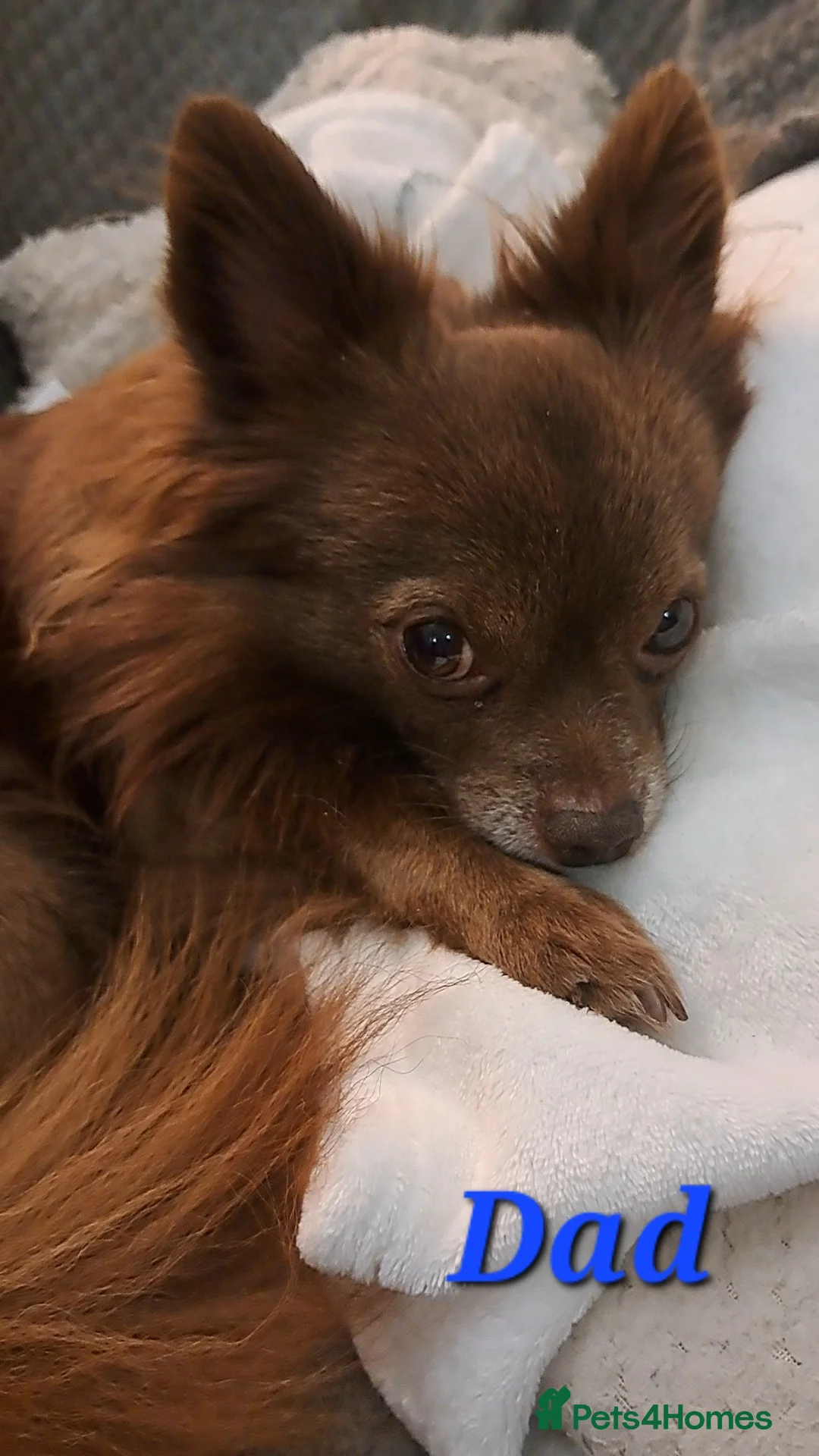 Chihuahua dogs for sale: 10 week old male long coat chihuahua pup - Advert 22