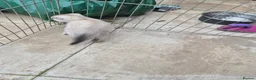 Scottish Fold cats for sale: SNOW SCOTTISH FOLD ready now - Advert 14