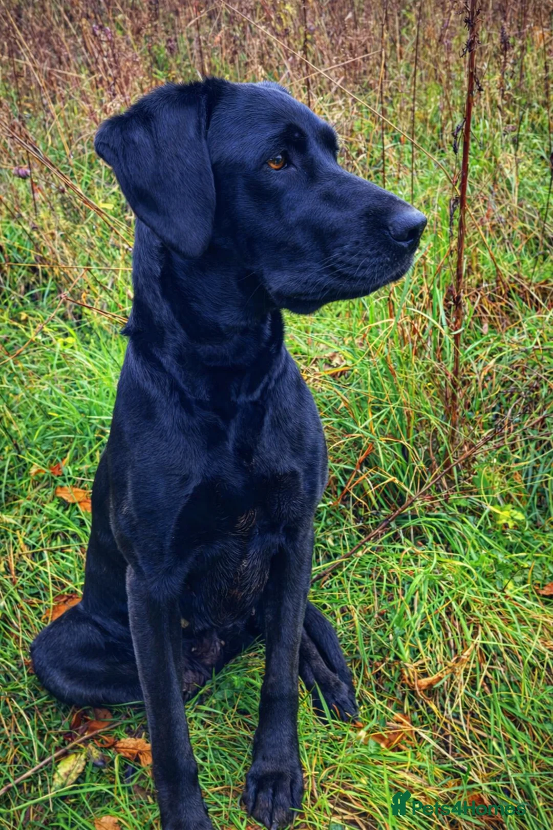 Labrador Retriever dogs for sale: KC Registered Labrador Puppies in Leominster - Advert 2