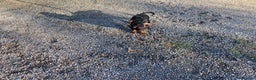 Dachshund dogs for sale: Female dachshund dog - Advert 1