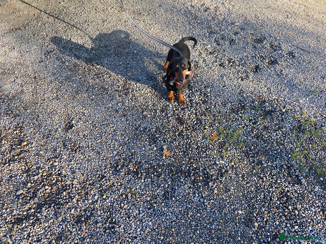 Dachshund dogs for sale: Female dachshund dog - Advert 1