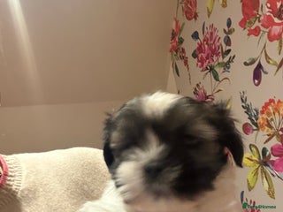 Mixed Breed dogs Last boy available 🌟 - Advert 2