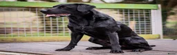 Labrador Retriever dogs for stud: KC registered Fully Health Tested Stud - Advert 8