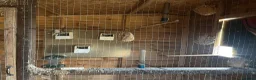 Finches birds for sale: Finches and x2 Quail - Advert 6