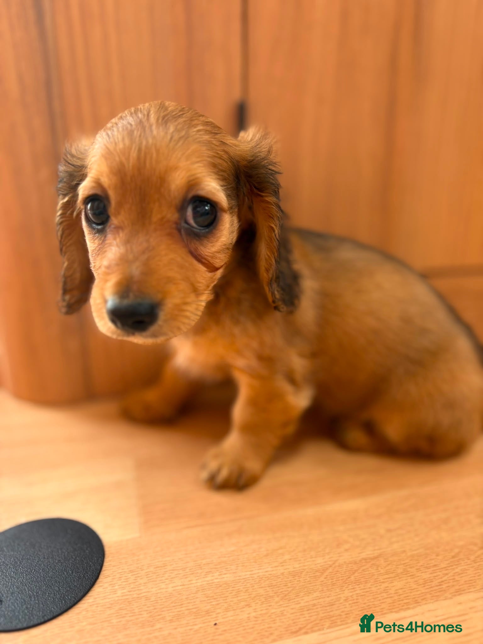 Miniature Dachshund dogs Champion bloodline miniature long haired dachshund - Advert 2