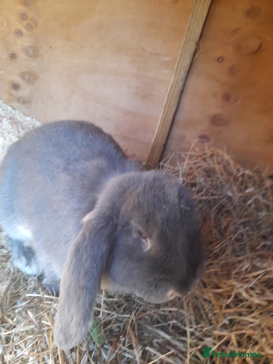 French Lop rabbits for sale: Beautiful  French Lops  (BRC) - Advert 9
