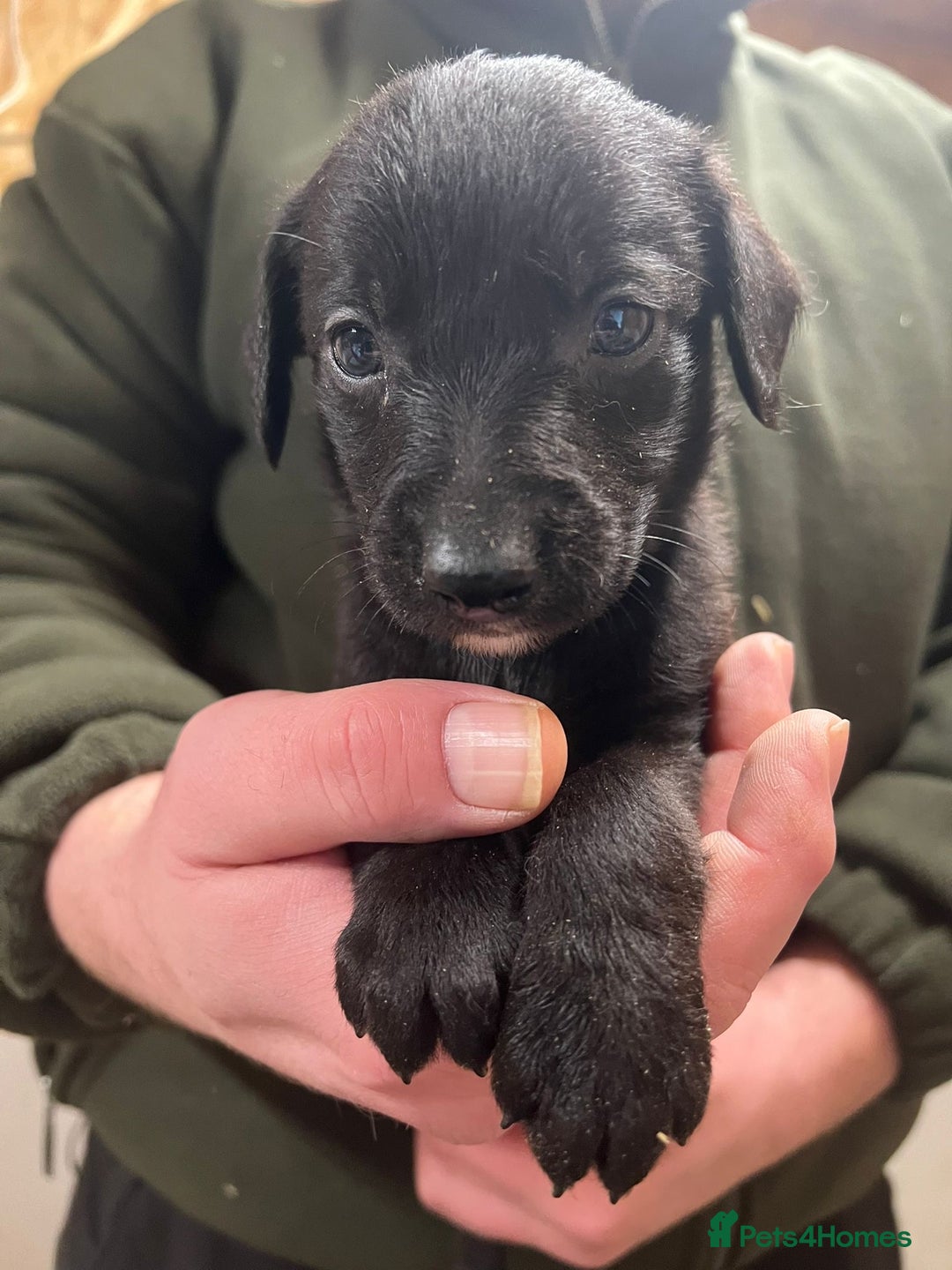 Mixed Breed dogs for sale: F1 Beddy whippets  - Advert 13