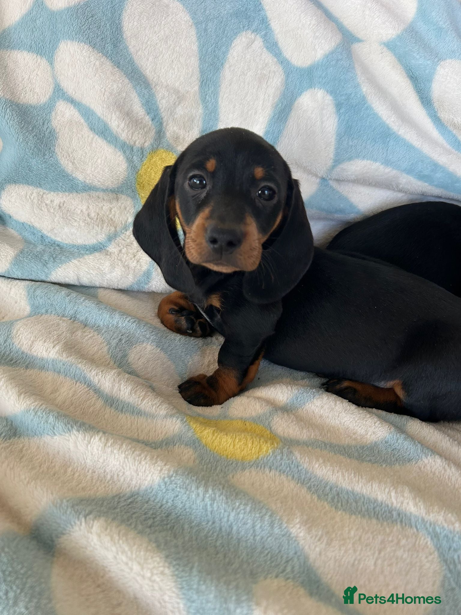 Dachshund dogs Adorable dachshund puppies ready to leave - Advert 8