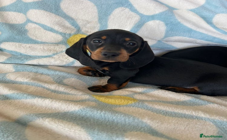 Dachshund dogs - Advert 2