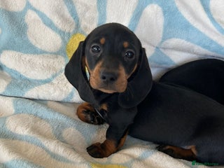 Dachshund dogs - Advert 19